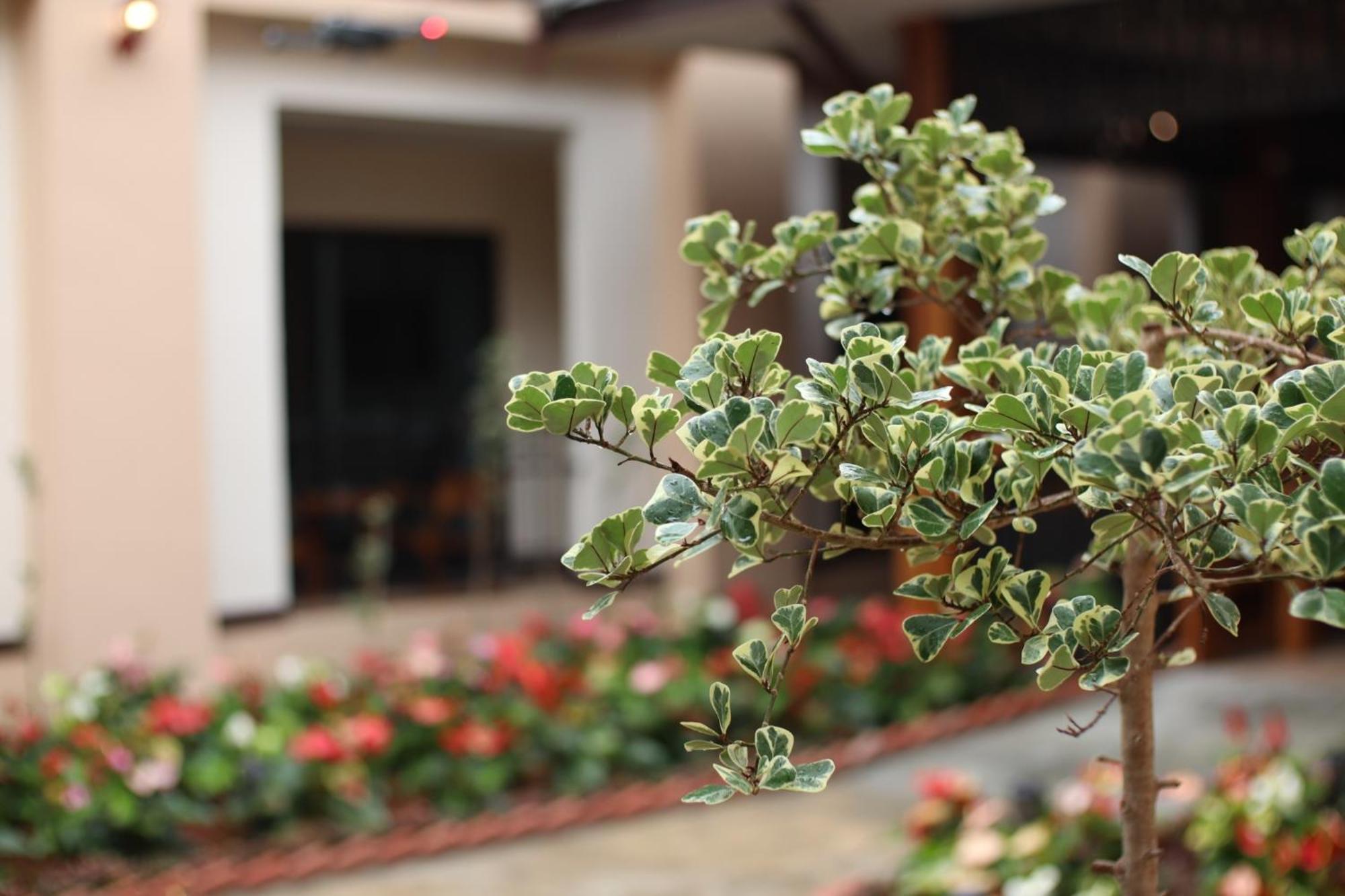 Peacock De Pai Hotel Екстер'єр фото